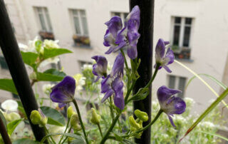 Aconitum austroyunnanense en été sur mon balcon parisien, Paris 19e (75)