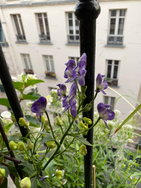 Lire la suite à propos de l’article Floraison de l’aconit grimpant, Aconitum austroyunnanense