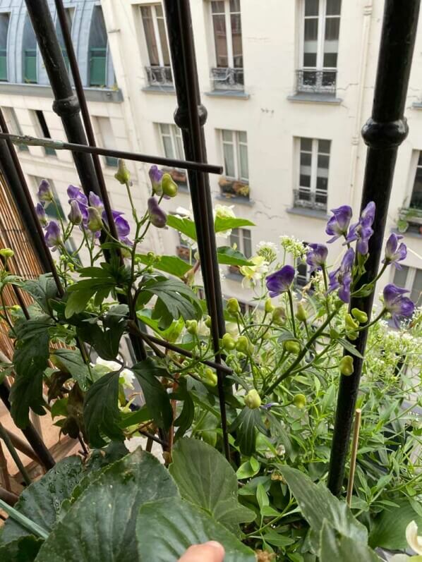 Aconitum austroyunnanense en été sur mon balcon parisien, Paris 19e (75)
