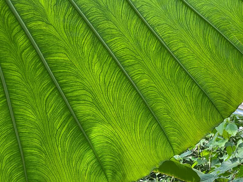 Feuille d'Alocasia en été dans le jardin botanique, Meise, Belgique