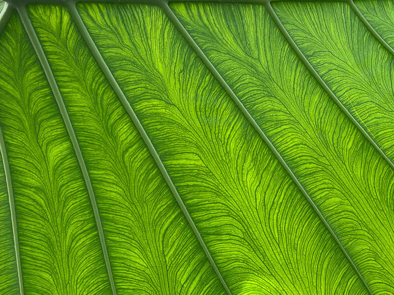 Feuille d'Alocasia en été dans le jardin botanique, Meise, Belgique