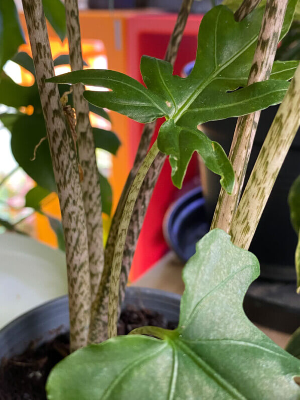 Alocasia brancifolia 'Pink Passion', plante d'intérieur, Paris 19e (75)