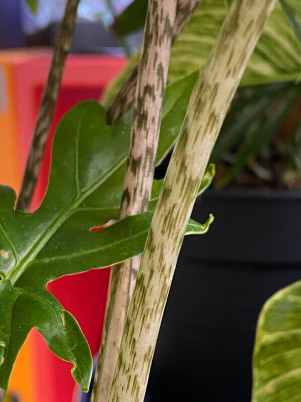 Alocasia brancifolia 'Pink Passion', plante d'intérieur, Paris 19e (75)