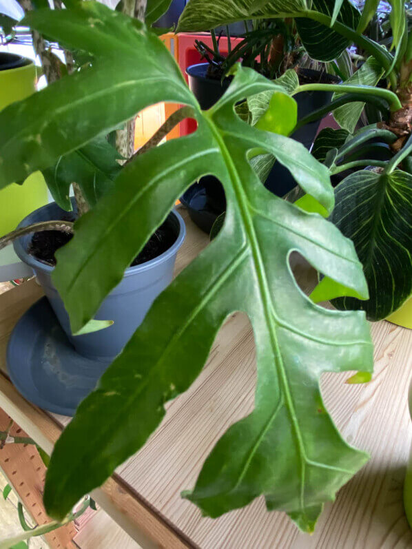 Alocasia brancifolia 'Pink Passion', plante d'intérieur, Paris 19e (75)