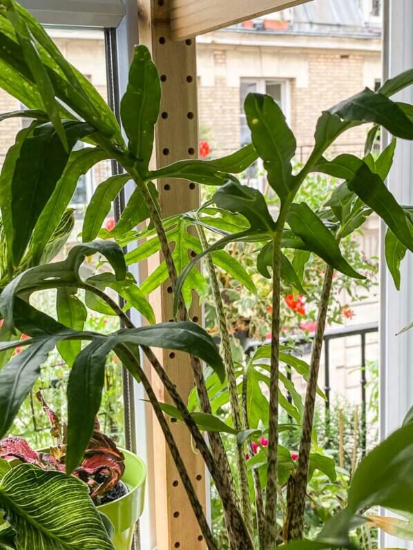 Alocasia brancifolia 'Pink Passion', plante d'intérieur, Paris 19e (75)