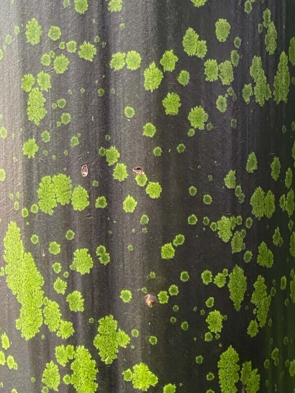 Amorphophallus titanum en été dans le jardin botanique, Meise, Belgique