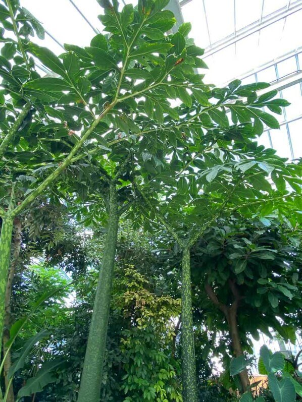Lire la suite à propos de l’article Le gigantesque feuillage de l’arum titan (Jardin botanique de Meise)