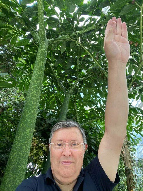 Amorphophallus titanum en été dans le jardin botanique, Meise, Belgique