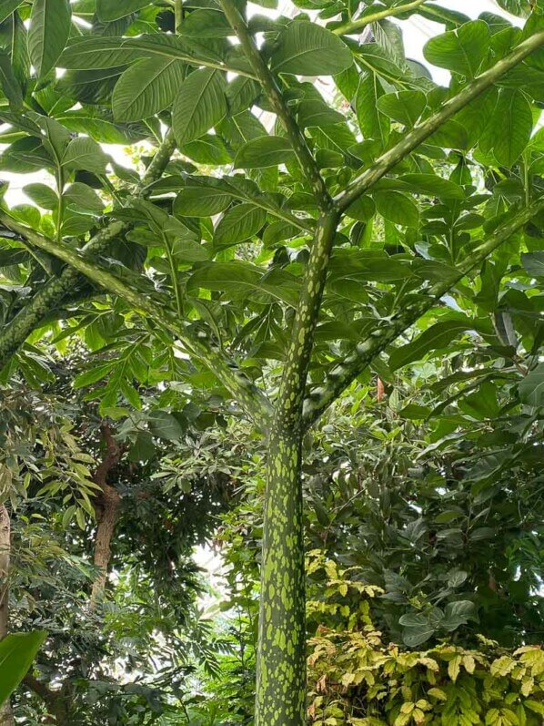 Amorphophallus titanum en été dans le jardin botanique, Meise, Belgique