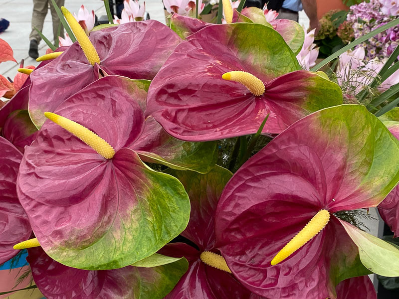 Anthurium Grp Andreanum Jumbo, Floriade, Almere, Pays-Bas