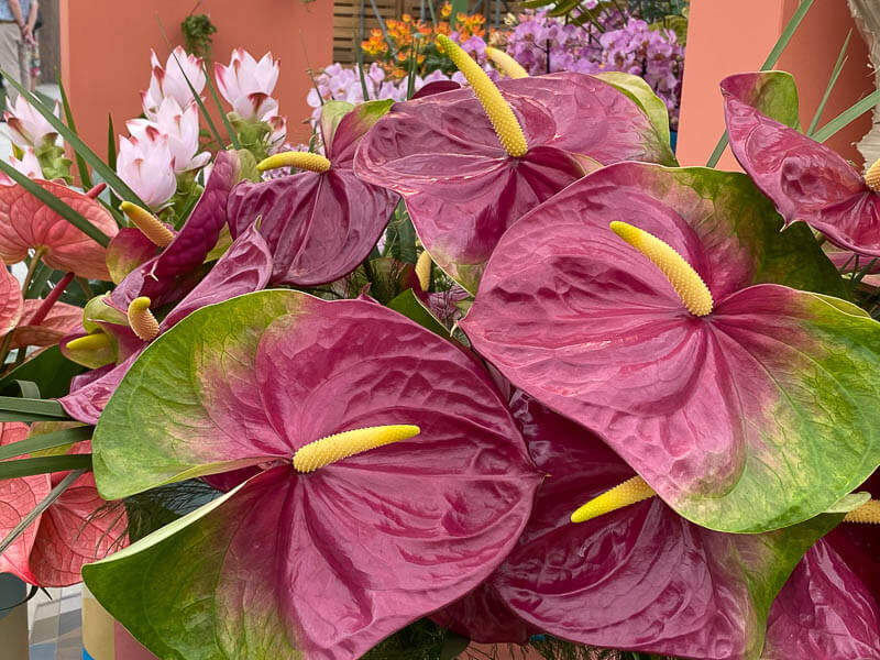 Anthurium Grp Andreanum Jumbo, Floriade, Almere, Pays-Bas