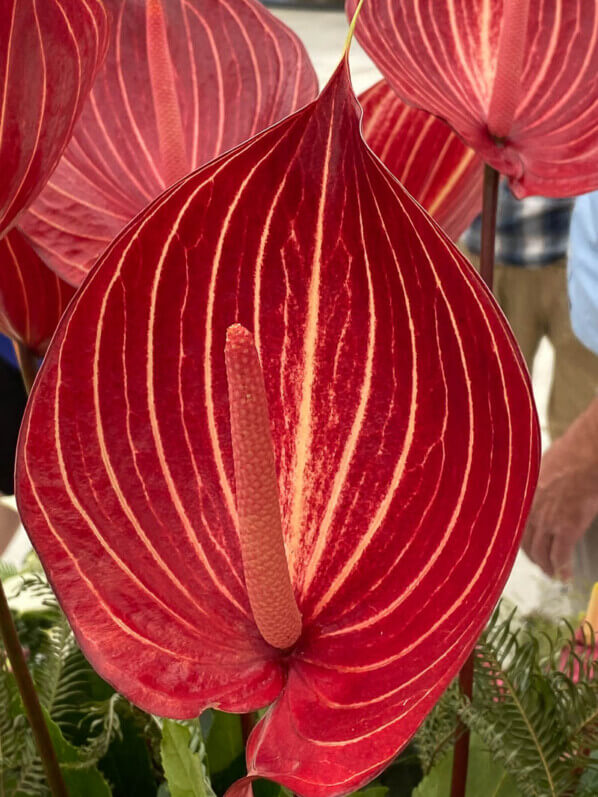 Anthurium Grp Andreanum Safari, Floriade, Almere, Pays-Bas