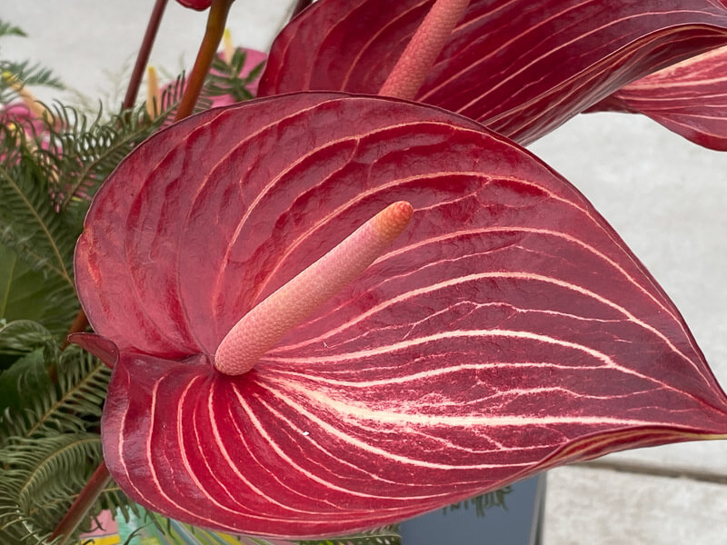 Anthurium Grp Andreanum Safari, Floriade, Almere, Pays-Bas