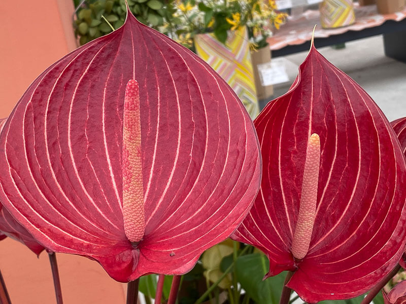 Anthurium Grp Andreanum Safari, Floriade, Almere, Pays-Bas