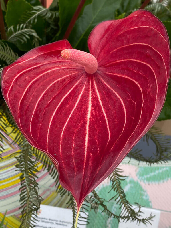 Anthurium Grp Andreanum Safari, Floriade, Almere, Pays-Bas