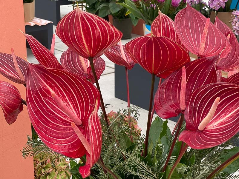 Anthurium Grp Andreanum Safari, Floriade, Almere, Pays-Bas