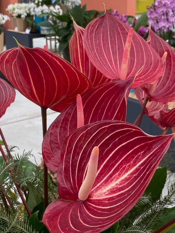 Anthurium Grp Andreanum Safari, Floriade, Almere, Pays-Bas