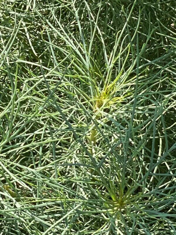 Anthémis, Argyranthemum frutescens 'Filament d'argent', Astéracées, en été dans le Jardin des Plantes, Paris 5ème (75)