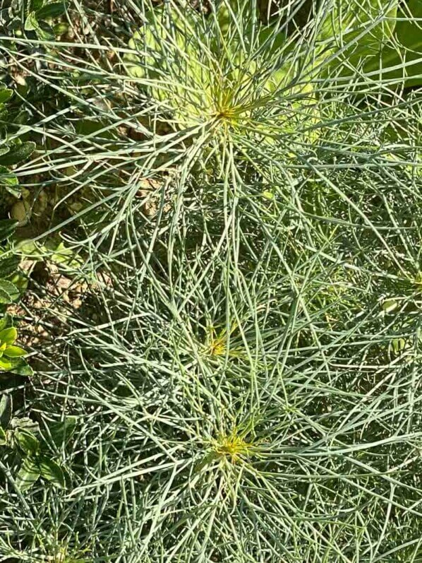 Anthémis, Argyranthemum frutescens 'Filament d'argent', Astéracées, en été dans le Jardin des Plantes, Paris 5ème (75)