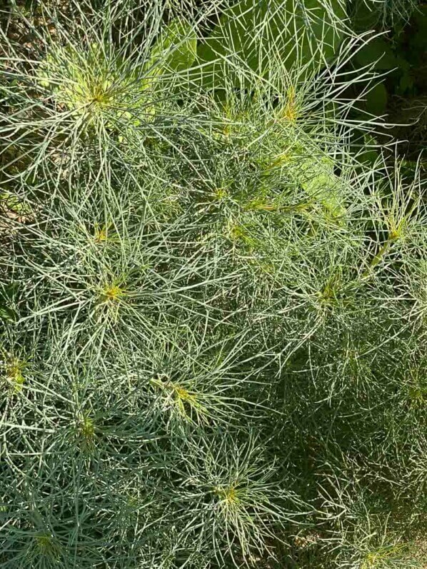 Anthémis, Argyranthemum frutescens 'Filament d'argent', Astéracées, en été dans le Jardin des Plantes, Paris 5ème (75)