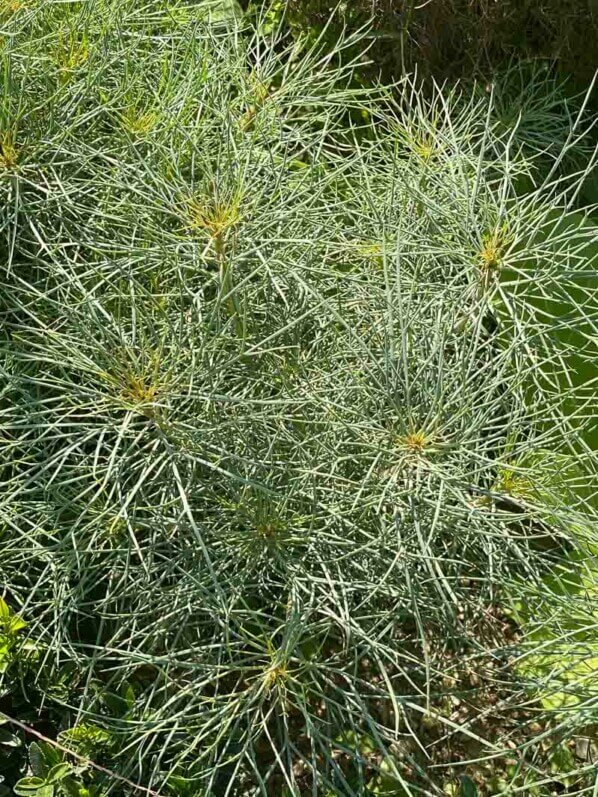 Anthémis, Argyranthemum frutescens 'Filament d'argent', Astéracées, en été dans le Jardin des Plantes, Paris 5ème (75)