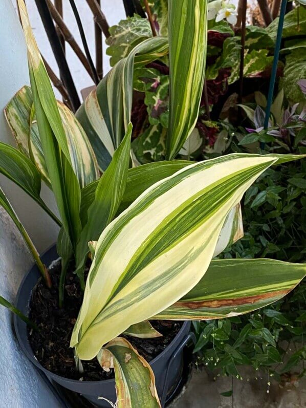 Potée d'aspidistra à feuillage panaché en été sur mon balcon parisien, Paris 19e (75)