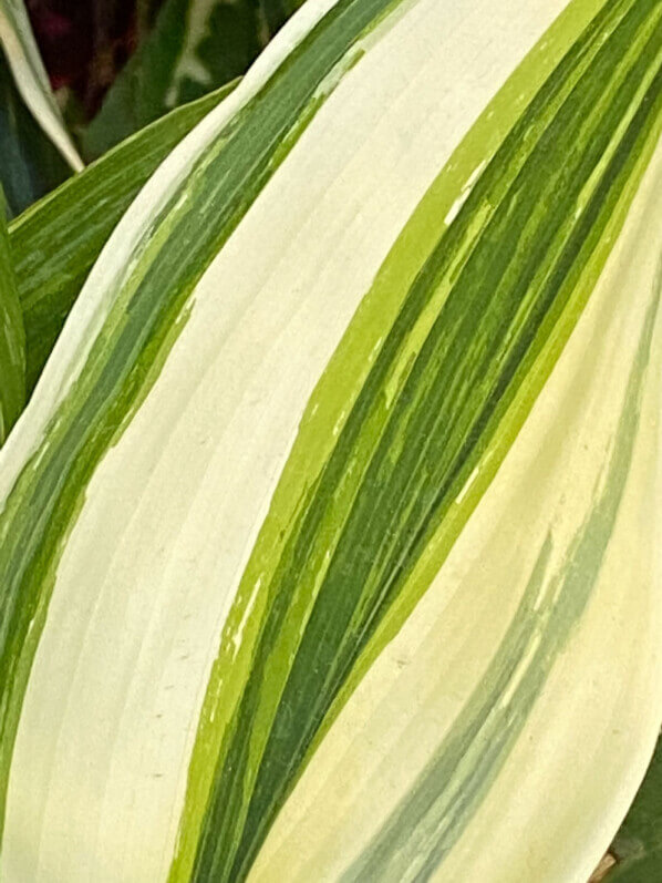 Nouvelle feuille d'aspidistra à feuillage panaché en été sur mon balcon parisien, Paris 19e (75)