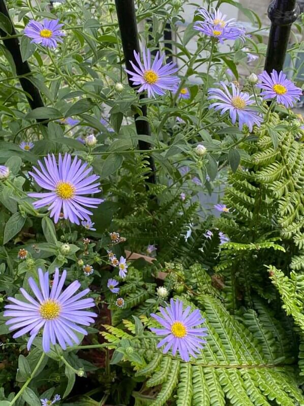 Aster frikartii 'Mönch' en été sur mon balcon parisien, Paris 19e (75)