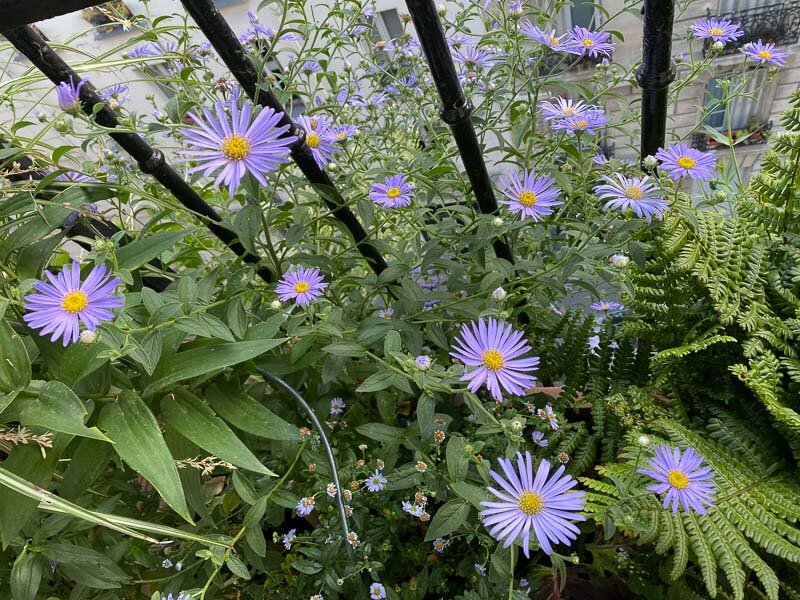 Lire la suite à propos de l’article Nuage de fleurs bleues de l’Aster frikartii ‘Mönch’ sur mon balcon parisien