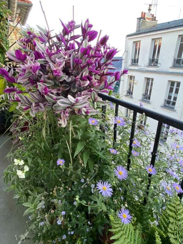 Aster frikartii 'Mönch' en été sur mon balcon parisien, Paris 19e (75)