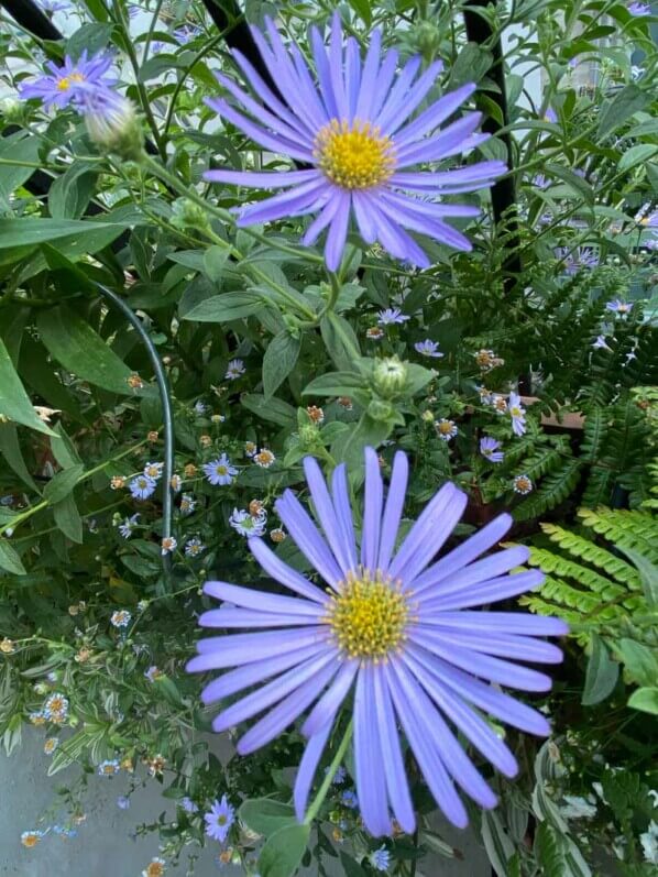Aster frikartii 'Mönch' en été sur mon balcon parisien, Paris 19e (75)