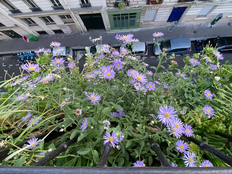 Aster frikartii 'Mönch' en été sur mon balcon parisien, Paris 19e (75)