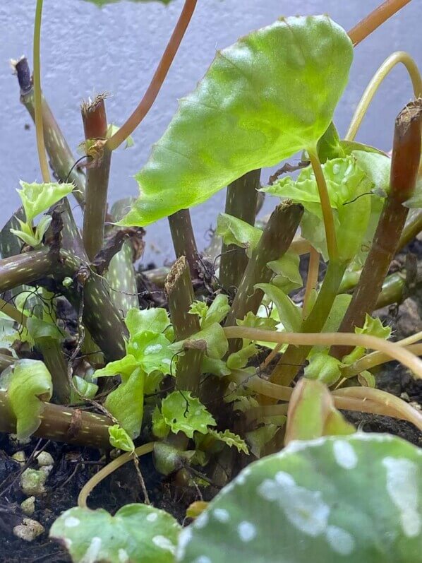 Begonia jeiwhoei, Bégoniacées, terrarium, plante d'intérieur, Paris 19ème (75)