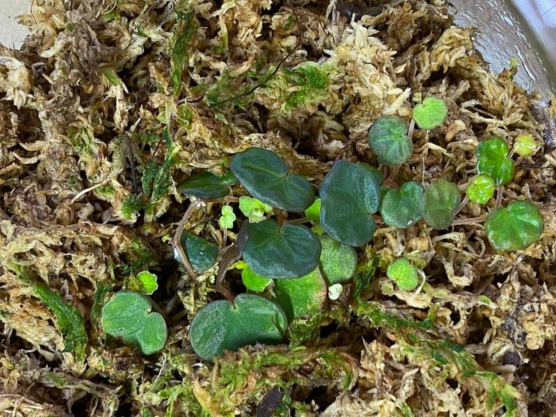 Begonia lichenora, Bégoniacées, plante d'intérieur, terrarium, Paris 19e (75)