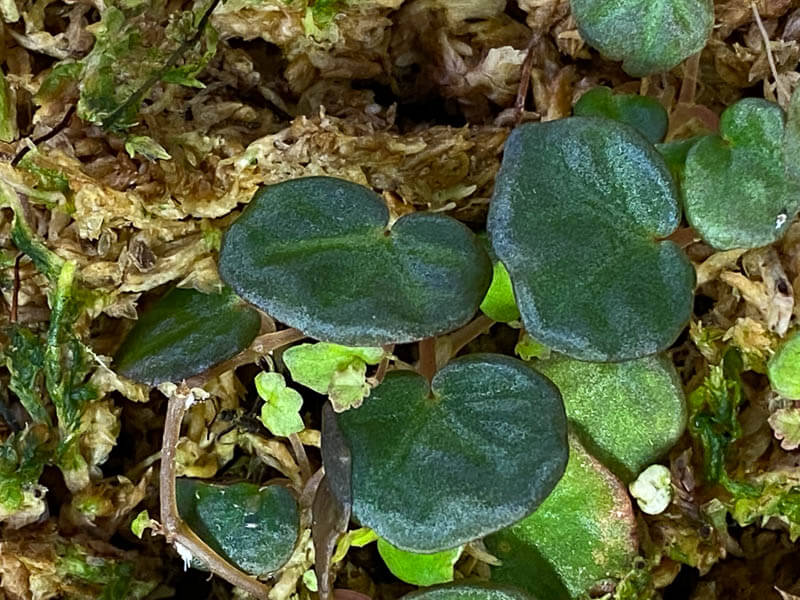 Begonia lichenora, Bégoniacées, plante d'intérieur, terrarium, Paris 19e (75)