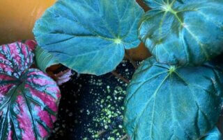 Begonia pavonina forme sombre, plante d'intérieur, terrarium, Paris 19e (75)