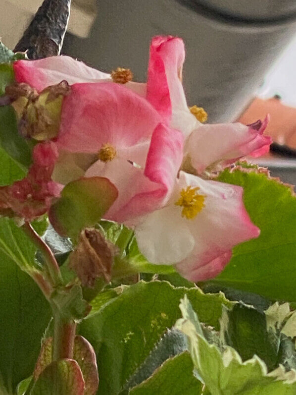 Bégonia Big à fleurs bicolores, potée, balcon, Paris 19e (75)