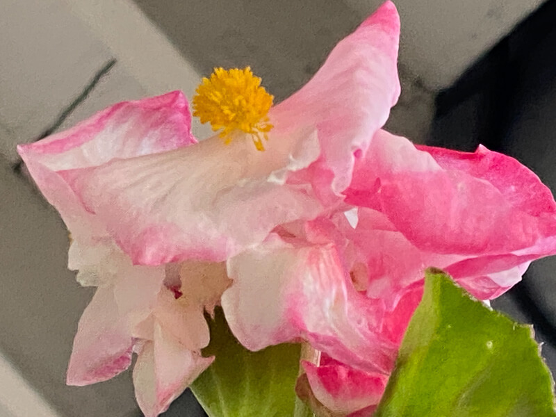 Potée de bégonia en été sur mon balcon parisien, Paris 19e (75)