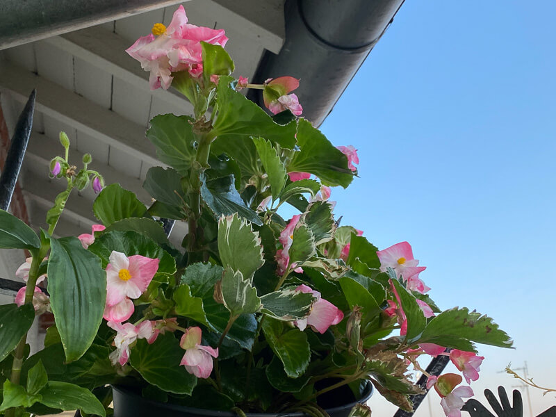 Potée de bégonia en été sur mon balcon parisien, Paris 19e (75)