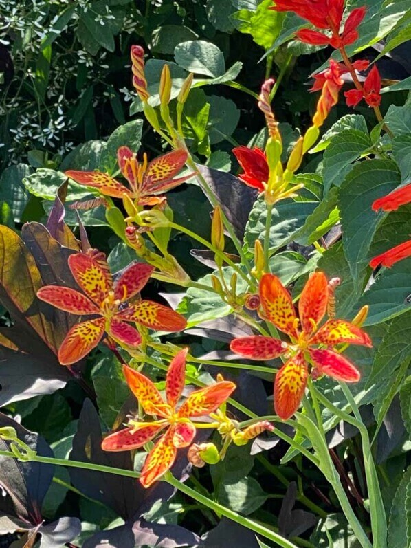 Iris tigré, iris léopard, Belamcanda chinensis, en été dans le Jardin des Plantes, Paris 5e (75)