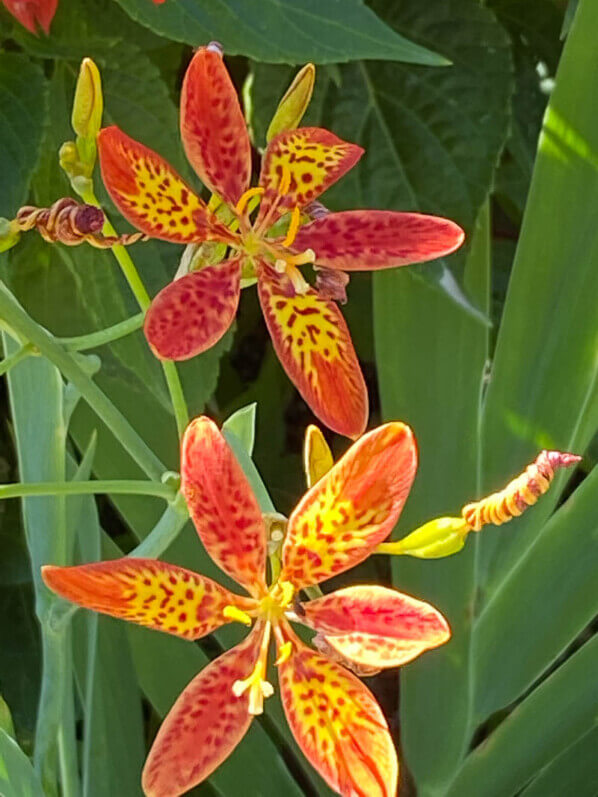 Iris tigré, iris léopard, Belamcanda chinensis, en été dans le Jardin des Plantes, Paris 5e (75)