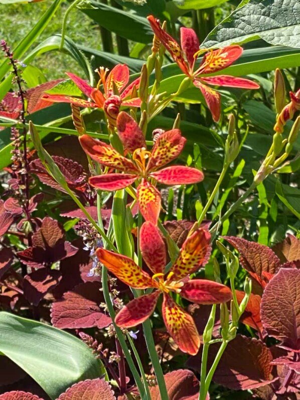 Iris tigré, iris léopard, Belamcanda chinensis, en été dans le Jardin des Plantes, Paris 5e (75)