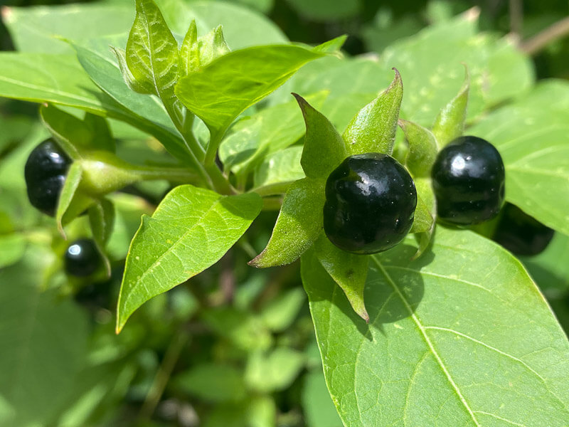 Belladone, Atropa belladonna, De Hortus, jardin botanique, Amsterdam, Pays-Bas