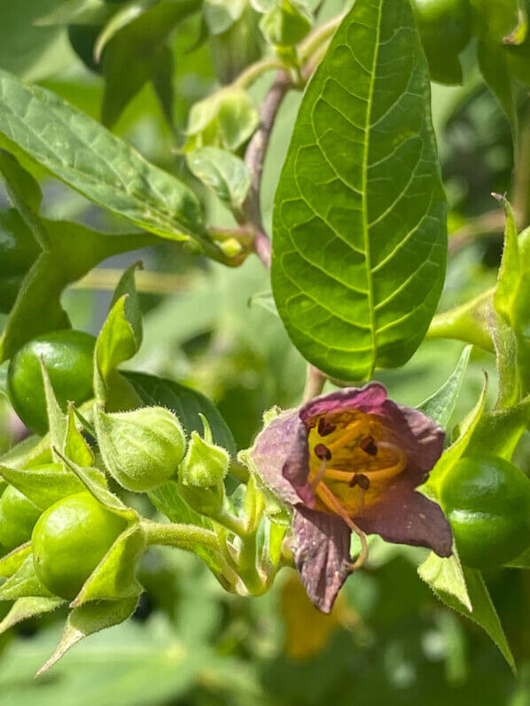 Belladone, Atropa belladonna, De Hortus, jardin botanique, Amsterdam, Pays-Bas