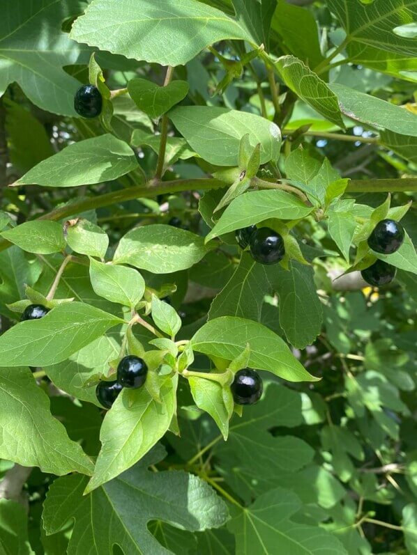 Belladone, Atropa belladonna, De Hortus, jardin botanique, Amsterdam, Pays-Bas