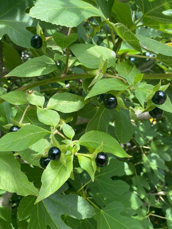 Belladone, Atropa belladonna, De Hortus, jardin botanique, Amsterdam, Pays-Bas