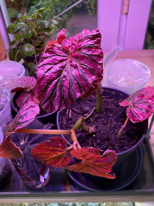 Bouture de Begonia brevirimosa, plante d'intérieur, Paris 19e (75)