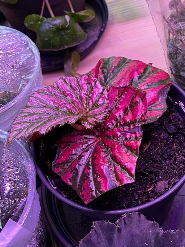 Lire la suite à propos de l’article Boutures de Begonia brevirimosa