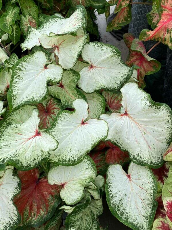 Caladium, Araceae, plante bulbeuse d'intérieur, Floriade, Almere (Pays-Bas)