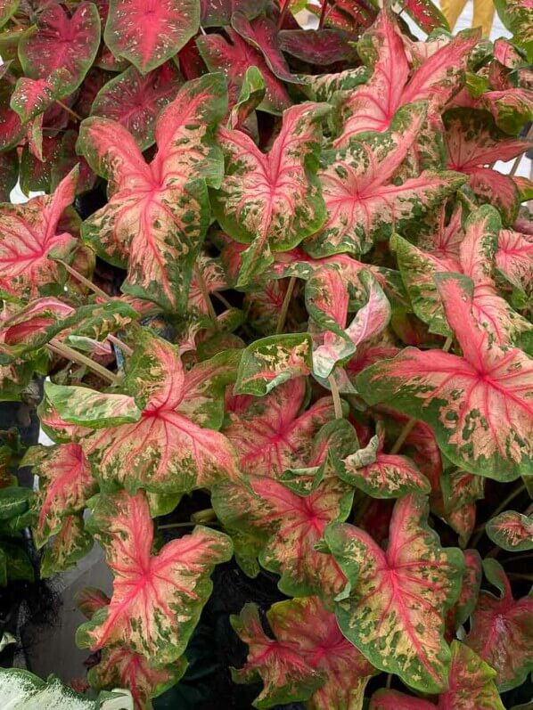 Caladium, Araceae, plante bulbeuse d'intérieur, Floriade, Almere (Pays-Bas)